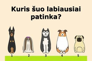 Kuris šuo labiausiai patinka? Štai ką reiškia jūsų pasirinkimas