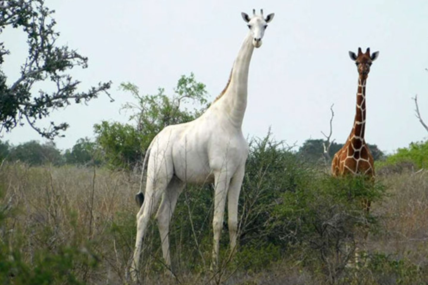  Brakonieriai nužudė dvi baltąsias žirafas.<br> Scanpix/AFP nuotr.