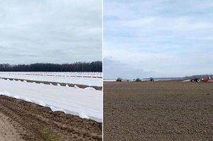 Į vagas krinta pirmosios bulvės: ūkininkai pradėjo bulviasodį