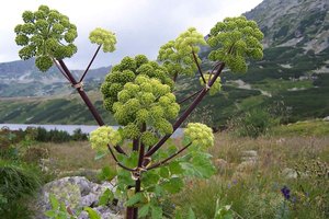 Paslaptingas augalas, kuris buvo svarbus ir meilės reikaluose
