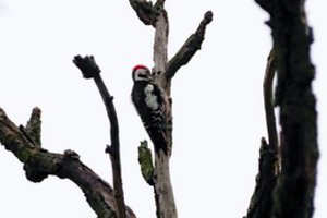 Senų medžių genėjimo ypatumai: praktiniai patarimai