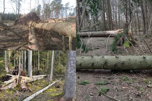 Po audros – siaubingi vaizdai miškuose: plynai išvartė 45 futbolo stadionų dydžio miško masyvus