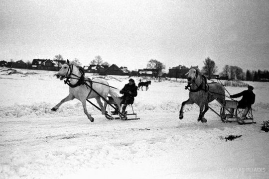  Sartų žirgų lenktynės 1954 metais