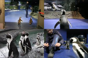 Lietuvos jūrų muziejuje prižiūrėtojai paleido pingvinus pasivaikščioti ten, kur dar nėra buvę