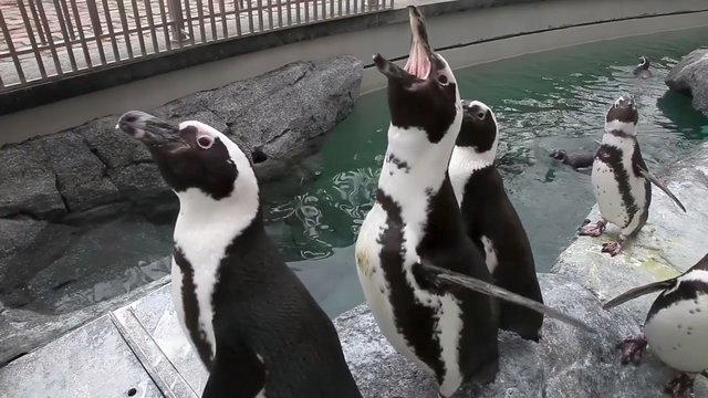 Pasigrožėkite: pingvinai mėgaujasi ekskursija po Jūrų muziejaus akvariumą 