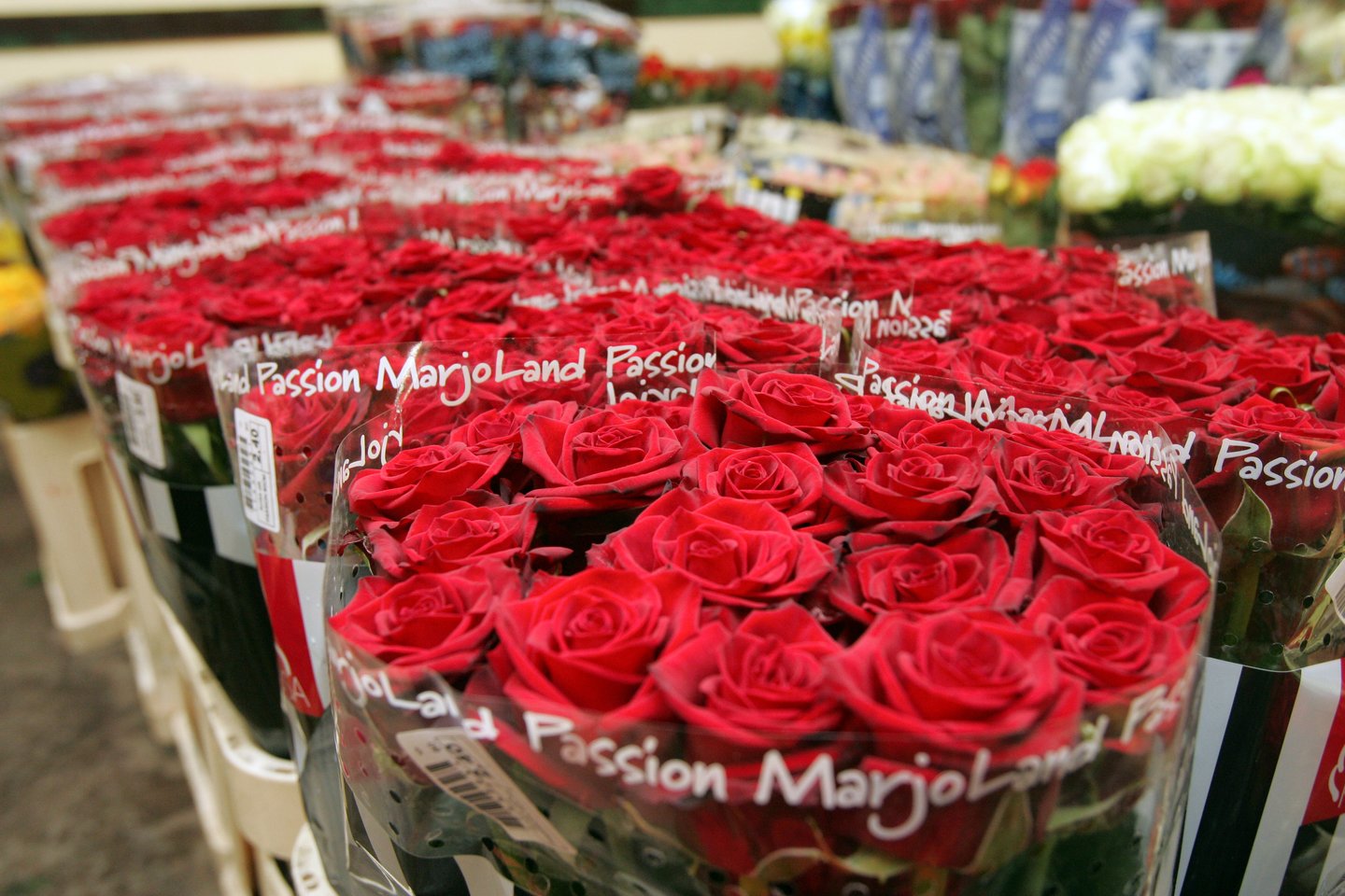 Raudonų rožių puokštė – vienas pagrindinių bet kokios šventės Rusijoje atributų.<br>T.Bauro nuotr.