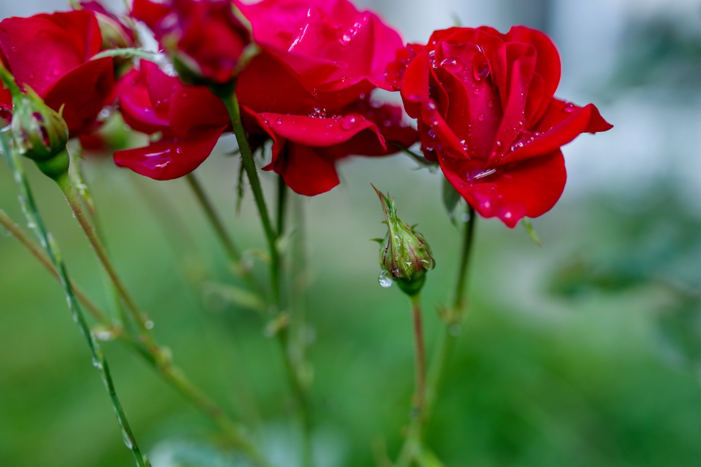 Raudonų rožių puokštė – vienas pagrindinių bet kokios šventės Rusijoje atributų.<br>V.Ščiavinsko nuotr.
