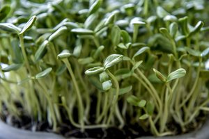 Lietuvos pirkėjų atsakas į koronavirusą: šlavė ne tik maistą