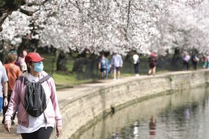 Pasigrožėkite: JAV sostinė Vašingtonas apsipylė vyšnių žiedais