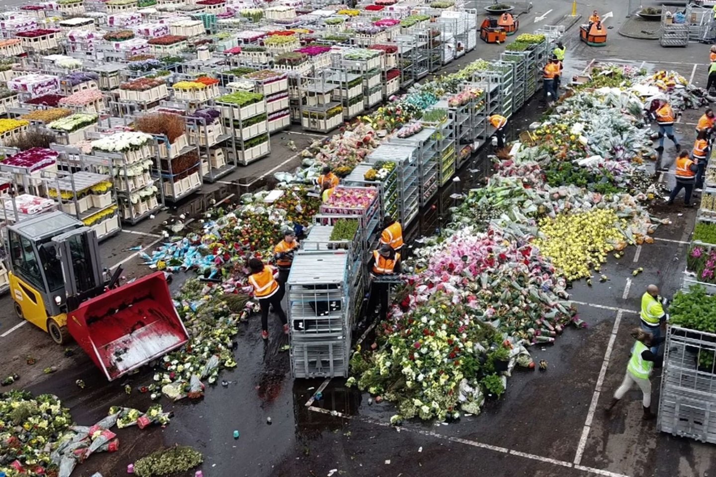 Nyderlansuose dėl koronaviruso pandemijos kritus paklausai augintojai priversti kasdien sunaikinti milijonus gėlių.<br>AFP/Scanpix nuotr.