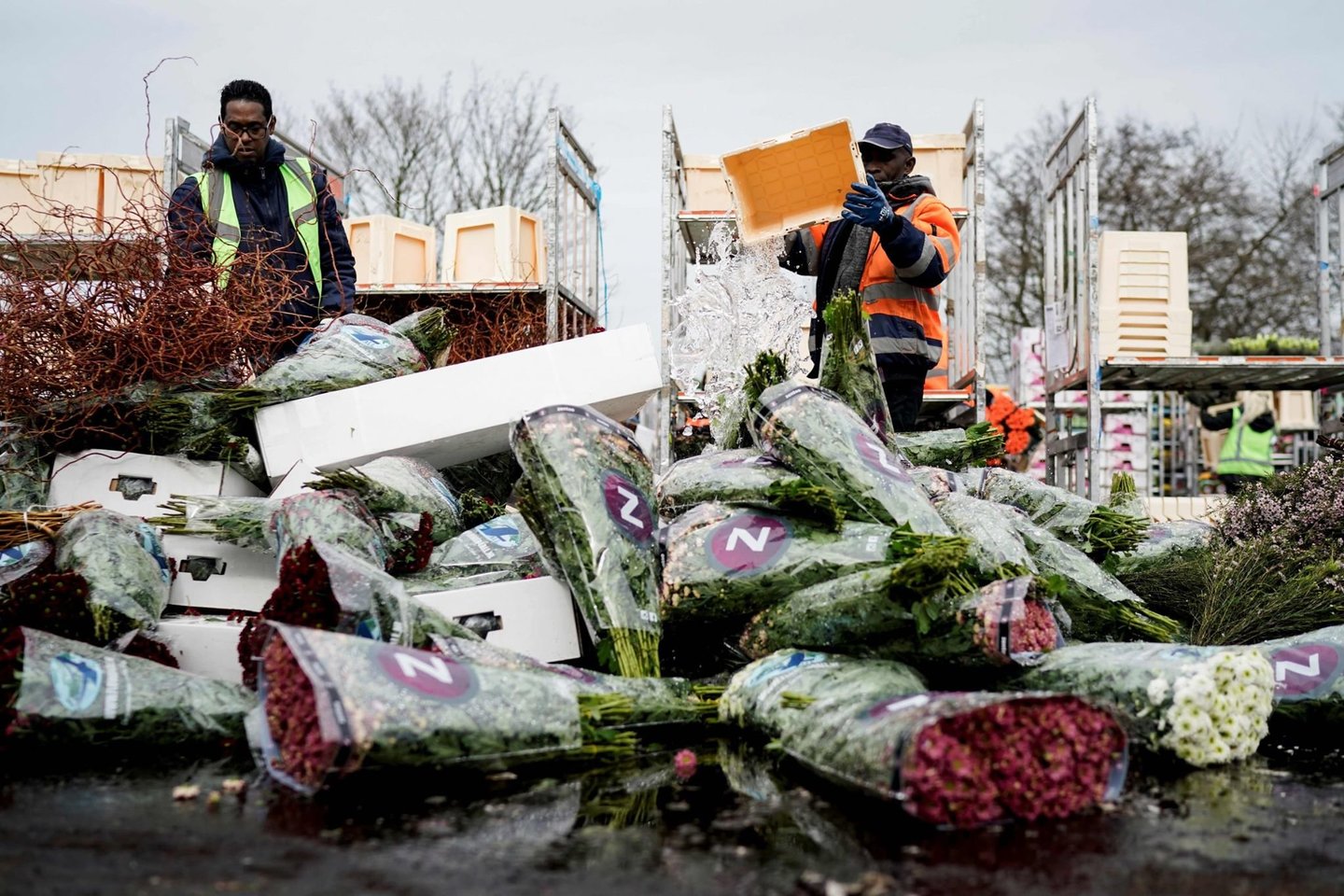 Nyderlansuose dėl koronaviruso pandemijos kritus paklausai augintojai priversti kasdien sunaikinti milijonus gėlių.<br>AFP/Scanpix nuotr.