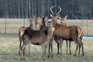 Ūkininko valdose – laukinių elnių karalija
