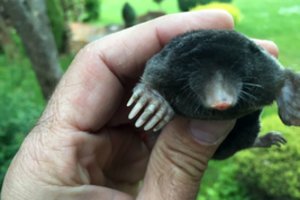 Kurmis – ne sodo priešas, o draugas