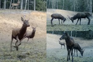Miško gilumoje Lietuvoje – įspūdingas reginys: taurieji elniai aiškinosi santykius
