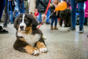 Perspėja visų augintinių savininkus: prisidengęs koronavirusu sukčius bandė atimti šunį