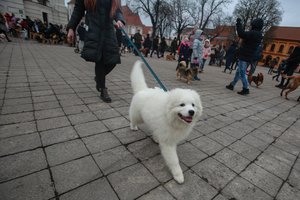 Saviizoliazijoje esantiems šunų augintojams – svarbus priminimas: tai daryti draudžiama