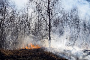 Lietuvoje vėl siaučia kasmetinė pavasario beprotybė – jau išdegė 130 ha pievų