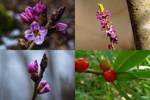 Perspėja neliesti šių mirtinai nuodingų augalų: sunkiai apsinuodija vaikai, gali iškristi dantys
