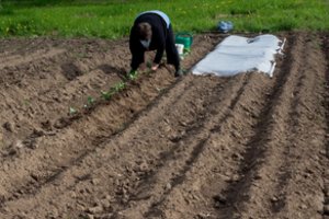 Išvardijo, kurių svarbiausių darbų kieme ir sode galima imtis jau dabar 