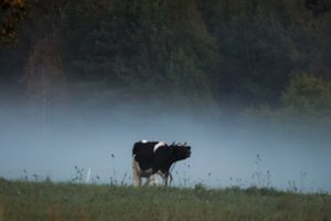 Pieno ūkiai baiminasi, kad tarpininkai išnaudos krizę pasipelnyti