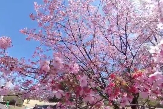 Pamatykite: Japonijoje žmonės grožisi pražydusiomis sakuromis