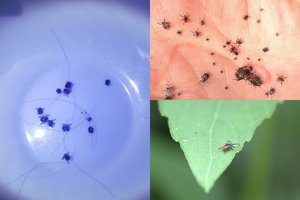 Specialistai ragina neiti iš namų be reikalo – gamtoje jau tyko pavojingi gyviai