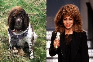 Internautai krykštauja juokais: springerspanielio šukuoseną palygino su Tinos Turner
