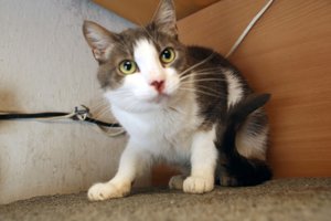 Belgijoje naminė katė užsikrėtė koronavirusu nuo savo šeimininko