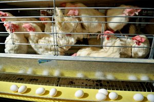 Lenkijoje ir Vengrijoje patvirtinti didelio patogeniškumo paukščių gripo židiniai