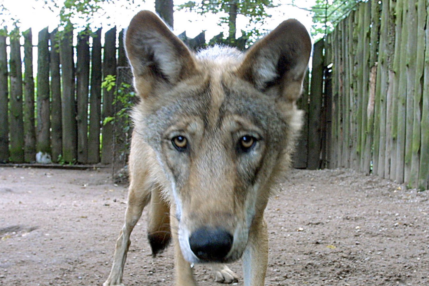 Šakių rajono kaime vilkai išpjovė aptvare besiganančią danielių bandą – šešias pateles ir patiną.