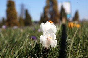 Pasigrožėkite: pavasarį Kaune paskelbė spalvoti žiedai