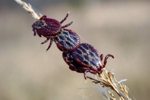 Po šiltos žiemos Lietuvoje būriais bunda kraujo ištroškusios erkės: lipa net viena per kitą