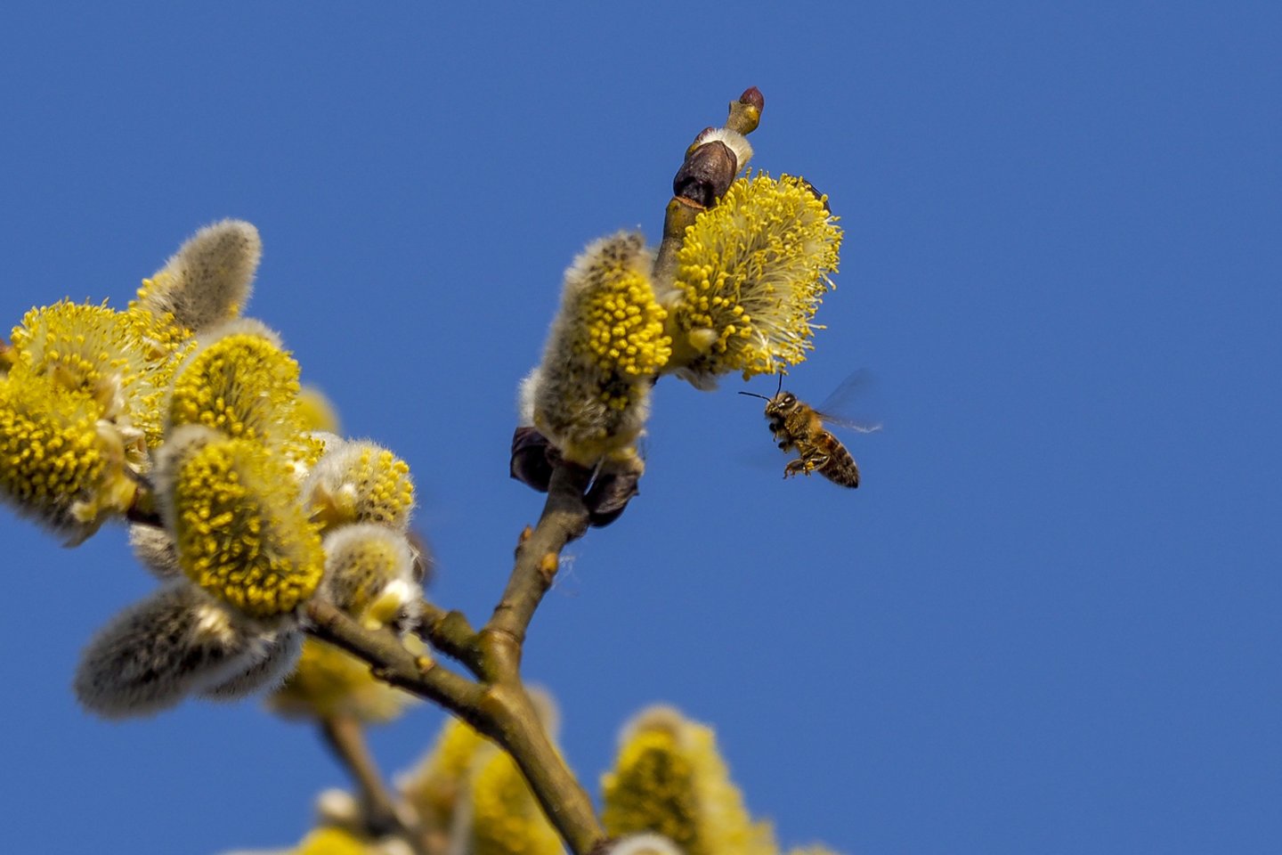 Pavasaris,gamta,bitės,žydi medžiai.orai<br>V.Ščiavinsko nuotr.