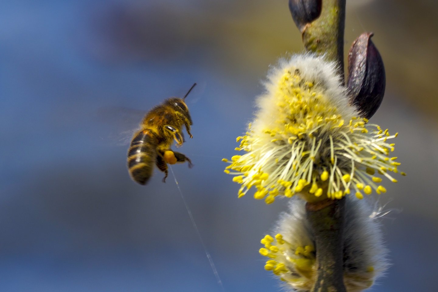 Pavasaris,gamta,bitės,žydi medžiai.orai<br>V.Ščiavinsko nuotr.