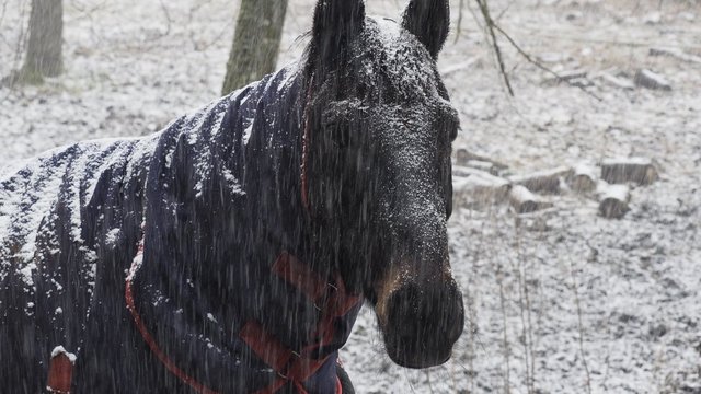 Šilumą Lietuvoje pakeis žiemiškai orai: laukia sniegas ir plikledis
