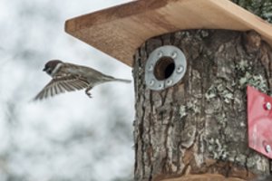 Iš šiltų kraštų grįžta paukščiai: gamtininkas patarė, kokius inkilus jiems kelti 