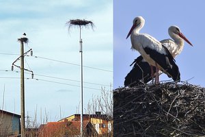 700 eurų kainavusių Palangos savivaldybės pastangų sugrįžę gandrai neįvertino