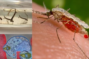 Lietuvoje bunda ir maliariją platinantys uodai: ligos protrūkis gali užklupti bet kada