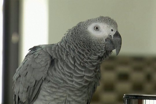 Žaismingas papūgos poelgis plinta internete – įspėjo nesilaikančius karantino