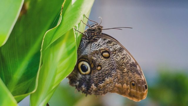 Interaktyvi pamoka: kaip gimsta įstabaus grožio drugeliai