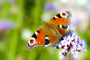 Pažintinės video pamokos vaikams „Drugelių gyvenimas“: kaip gimsta drugeliai?