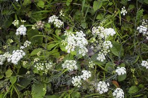 Petražolių giminaičiai – anyžiai: nauda ir naudojimas