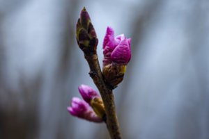 Perspėja poilsiaujančius gamtoje: nesusigundykite šiuo gražiu, bet mirtinai nuodingu augalu