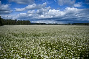 Ukraina uždraudė grikių eksportą