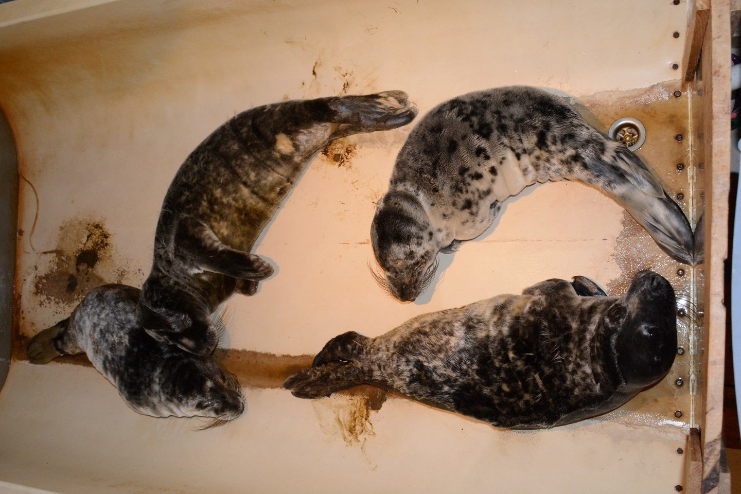  Baltijos jūrą į krantus išmeta ruonių jauniklius, kurie vėliau gydomi Lietuvos jūrų muziejuje.