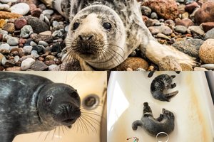 Baltija į krantą meta nusilpusius ruoniukus: 10 nelaimėlių jau gydomi Jūrų muziejuje