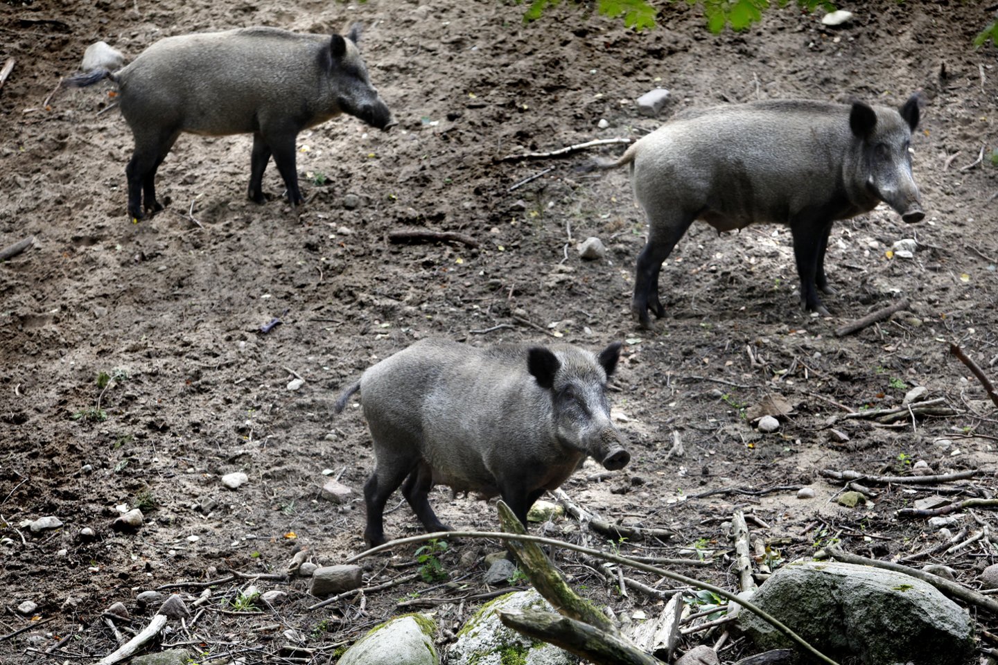 Kovo mėnesį ir pirmąją balandžio savaitę afrikinio kiaulių maro (AKM) diagnozė buvo patvirtinta 13 šernų gaišenų, surastų Lietuvos miškuose, ir dar 9 sumedžiotiems šernams.<br>V.Balkūno nuotr.
