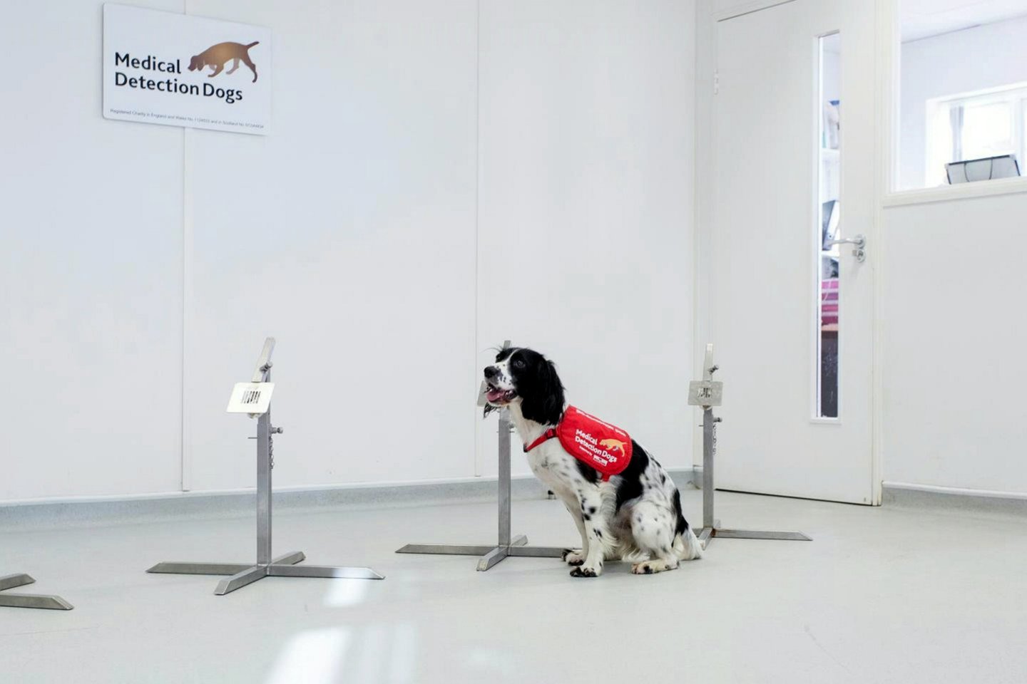 Specialiai apmokyti šunys jau gali užuosti vėžinius susirgimus ar diabetą, todėl ekspertai mano, kad keturkojai gali užuosti koronavirusą.<br>Medical Detection Dogs/SWNS.COM/Scanpix nuotr.