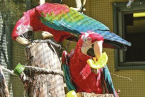 Karantinas pakeitė zoologijos sodo gyventojų kasdienybę: papūgos ilgisi lankytojų