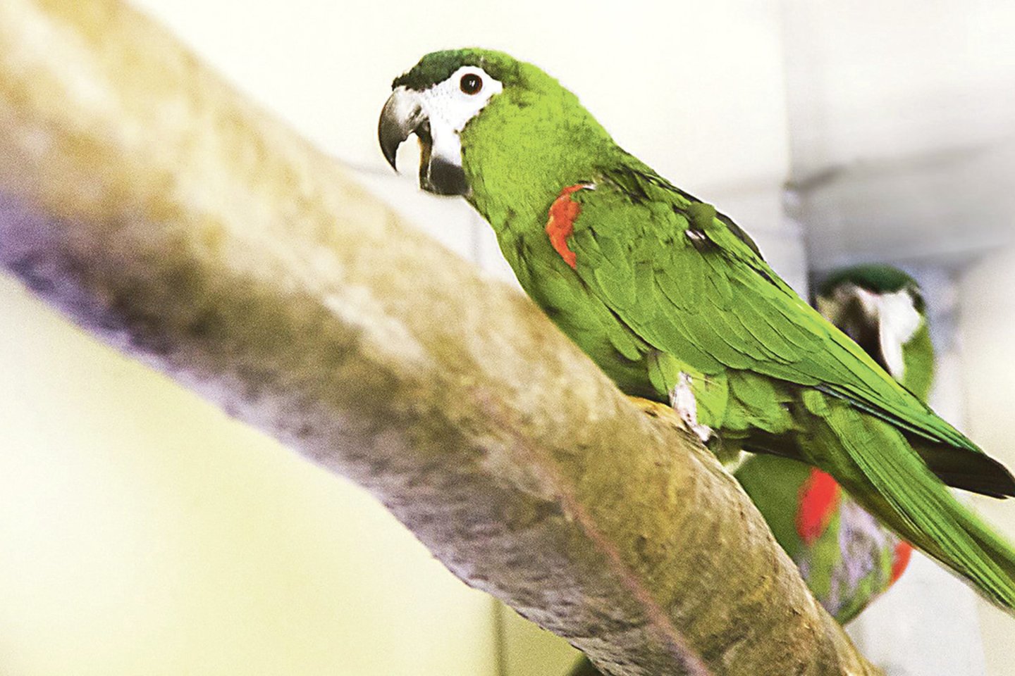 Papūgos yra socialinio būrio paukščiai, todėl joms būtinas kontaktas, bendravimas, dėmesys ir veikla.<br>Lietuvos zoologijos sodo nuotr.
